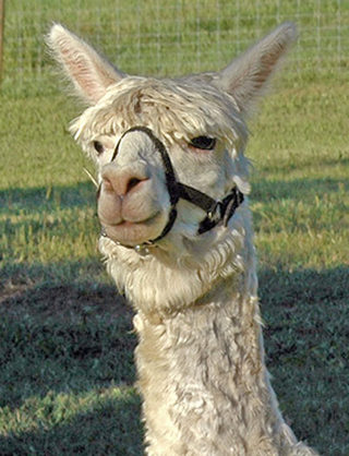 An alpaca